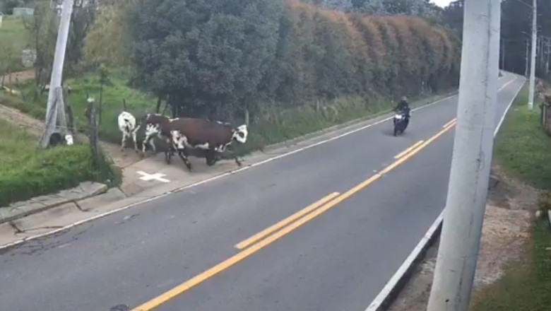 Motorcyclist Critically Injured After Colliding With Cow on Rural Road