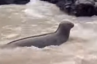 The boy and the seal