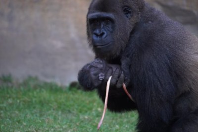 Scientists Are Stunned as an Endangered Gorilla Is Born in Front of Visitors at a Spanish Zoo